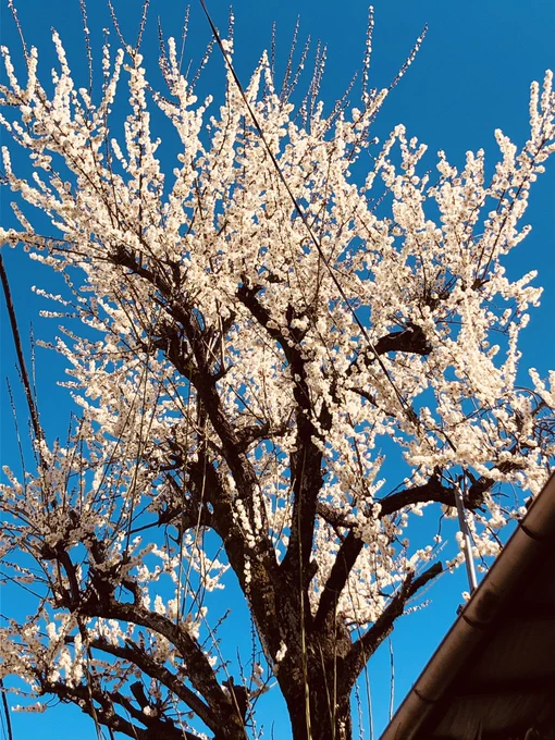 風がすごく冷たいけど、梅が咲いてる。もうすぐ春ですね。 