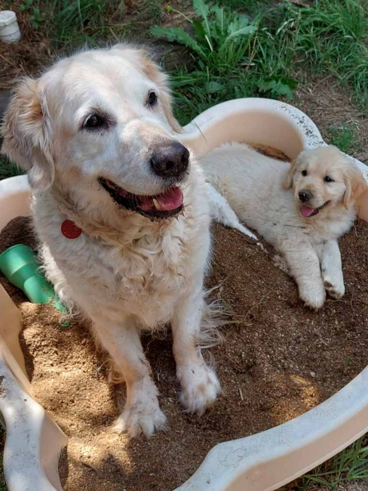 Current assistance dog Apollo and new little hopeful assistance dog Torben. I'd forgotten how much work puppies are! #assistancedog #servicedog