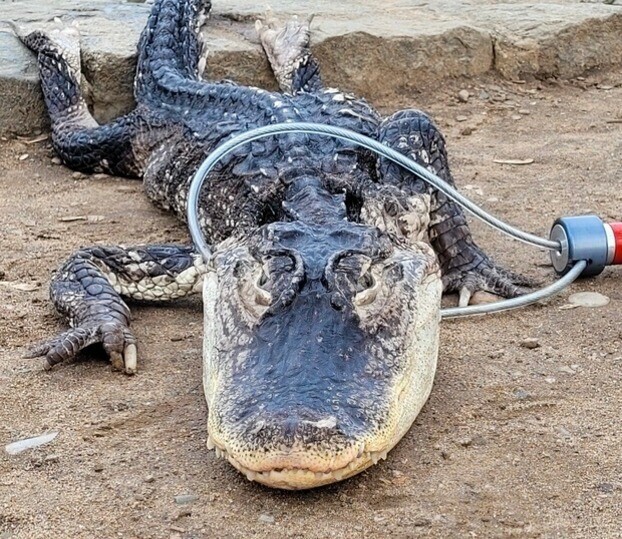 le_Parisien's tweet photo. D'après vous, où a été trouvé cet alligator ? ➡️ https://t.co/q93YHZzAh4 https://t.co/v7LOS0GZW9
