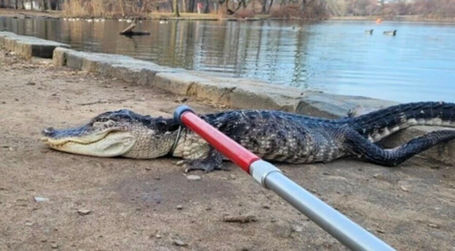 le_Parisien's tweet photo. D'après vous, où a été trouvé cet alligator ? ➡️ https://t.co/q93YHZzAh4 https://t.co/v7LOS0GZW9
