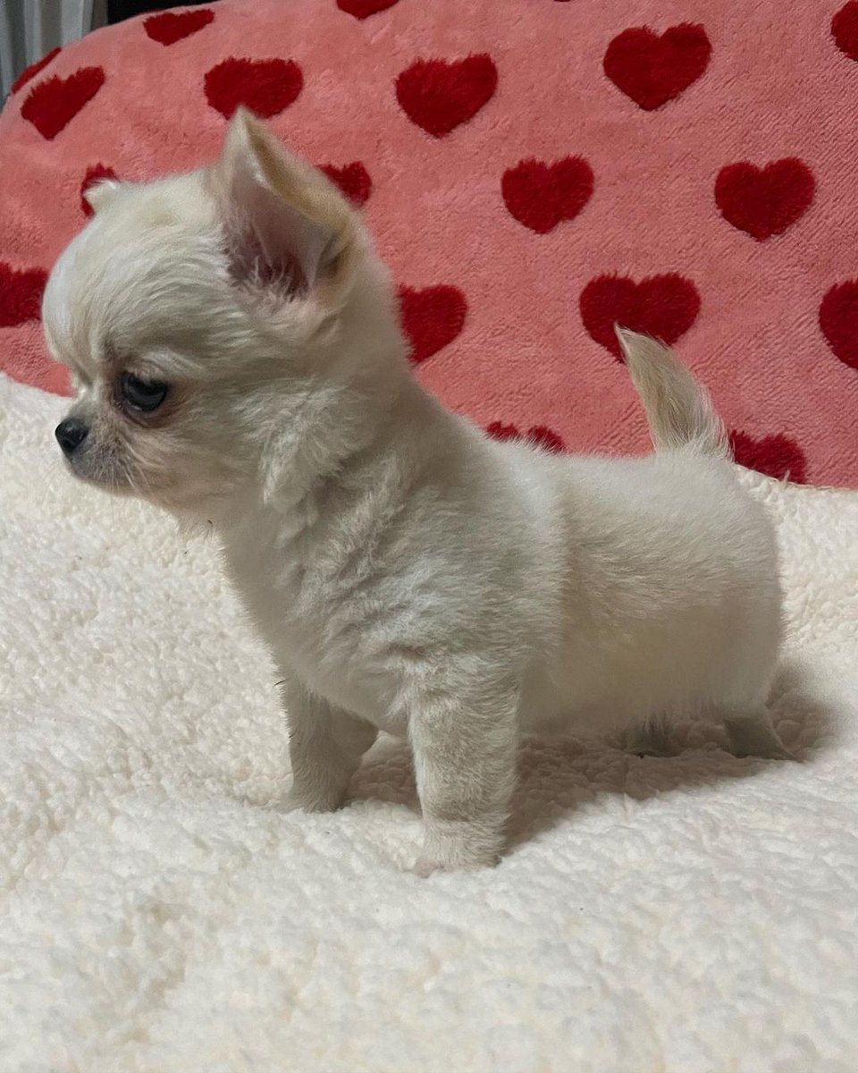 Kimbi512's tweet photo. Isn't she the cutest 😍
#Chihuahua #puppy #puppylove https://t.co/4y20cxJVwY