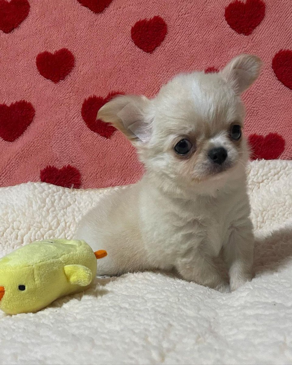 Kimbi512's tweet photo. Isn't she the cutest 😍
#Chihuahua #puppy #puppylove https://t.co/4y20cxJVwY