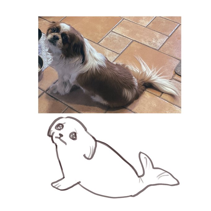 boy why you so seal 