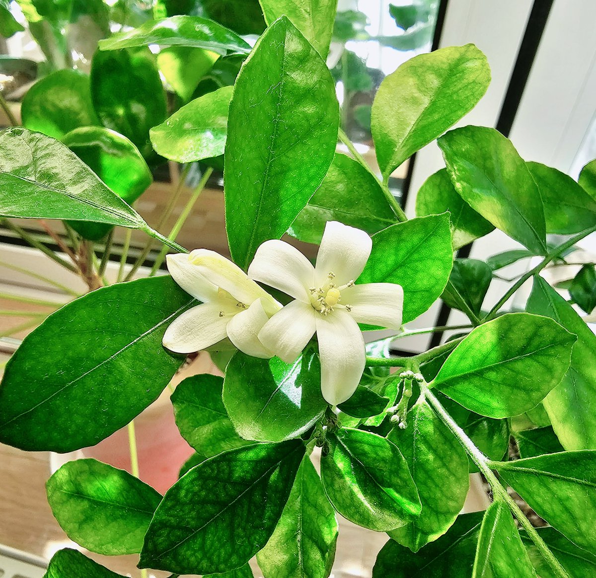 오자... 구석에서 조용히 꽃을 피우고 있었네~