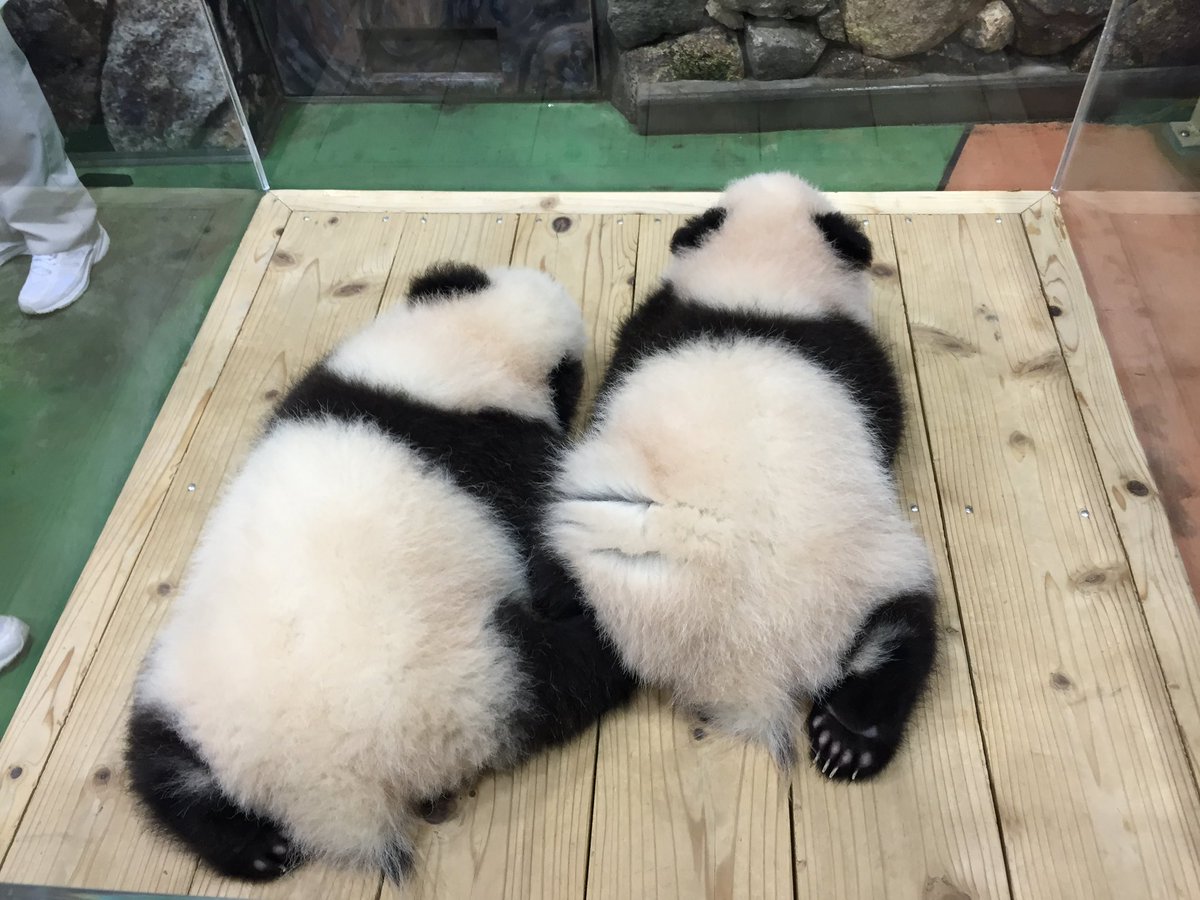 muttysan's tweet photo. 桜浜桃浜、中国へ行ってもたくさん愛してもらってね���
私はあなたたちの名付けの母で幸せです💕
#ありがとう永明いってらっしゃい桜浜桃浜 https://t.co/3VyCkJTVhm
