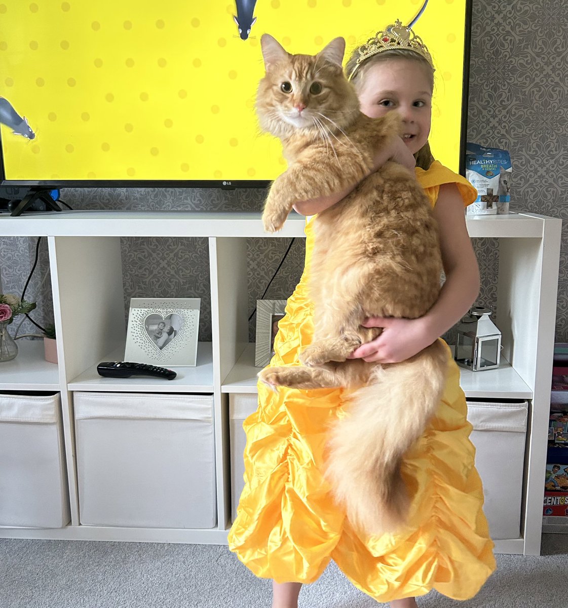 bethxlouise's tweet photo. @JohnLewisRetail Simba. #JLPets π» https://t.co/NIzTggSmPD