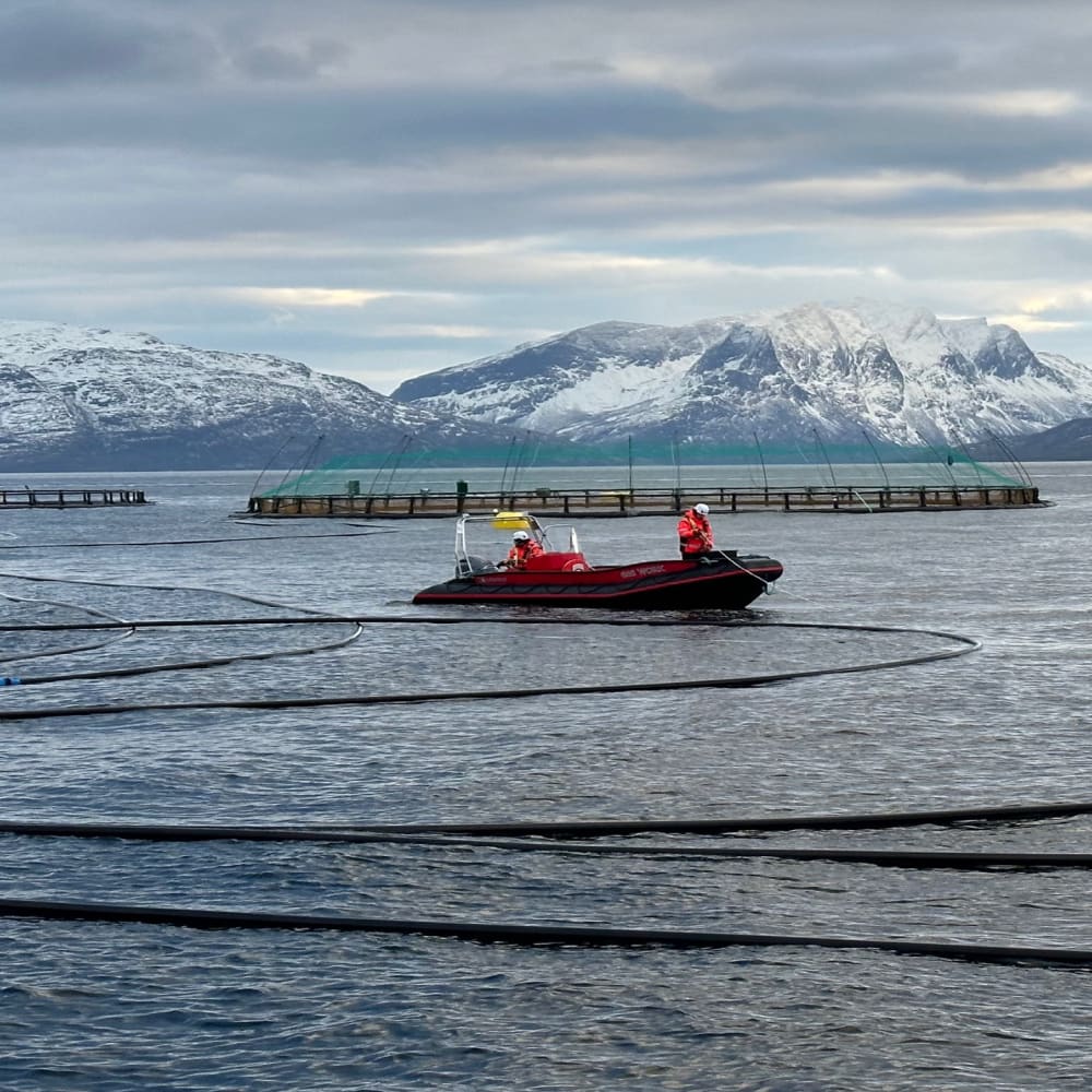 This is good #circulareconomy! We can utilize nutrients from the net pens as a resource, and obtain more alternative feed raw materials. In addition, the project contributes to increased local value creation #aquaculture #salmon https://t.co/PmUnq3FwKi https://t.co/gktcEXOg50