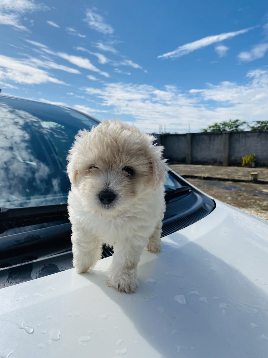 Bernard Burrows tweet media