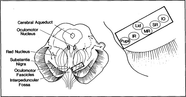 XRPL__A's tweet photo. Varghese A, Maramattom BV. Fascicular oculomotor nerve palsy due to a strategic midbrain infarction: the 'eyes' have it. J R Coll Physicians Edinb. 2021 &amp; https://t.co/2qbLxNrpN9 https://t.co/gY5QVvfcf7