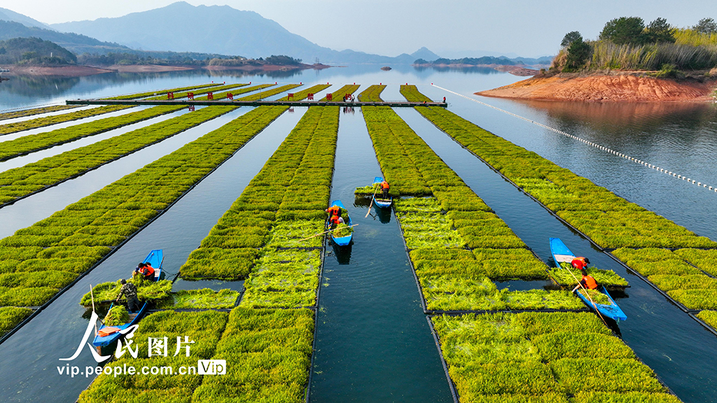 Vegetable garden on the water! Workers collect water celery on Pingshan