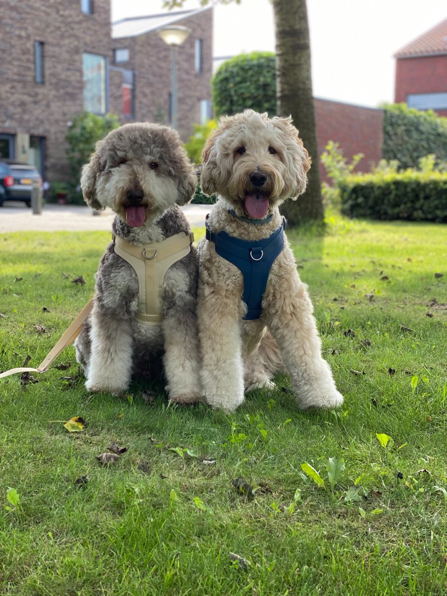 FUNNYFUZZY tweet media