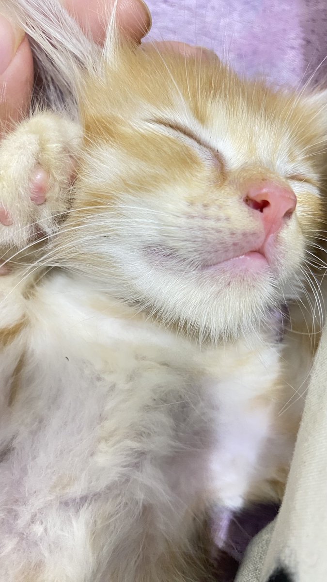 razerguys69 on Twitter: "RT @kochengfs: 🐈 apa bener kucing oren betina