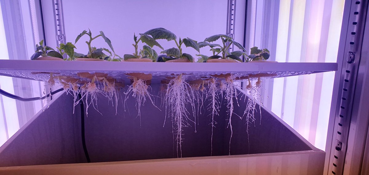 Just hairy rooting cucumbers with CRISPR/Cas9- PTG on aeroponics :)
#plantscience #cucumber #aeroponics #CRISPR #hairyroot