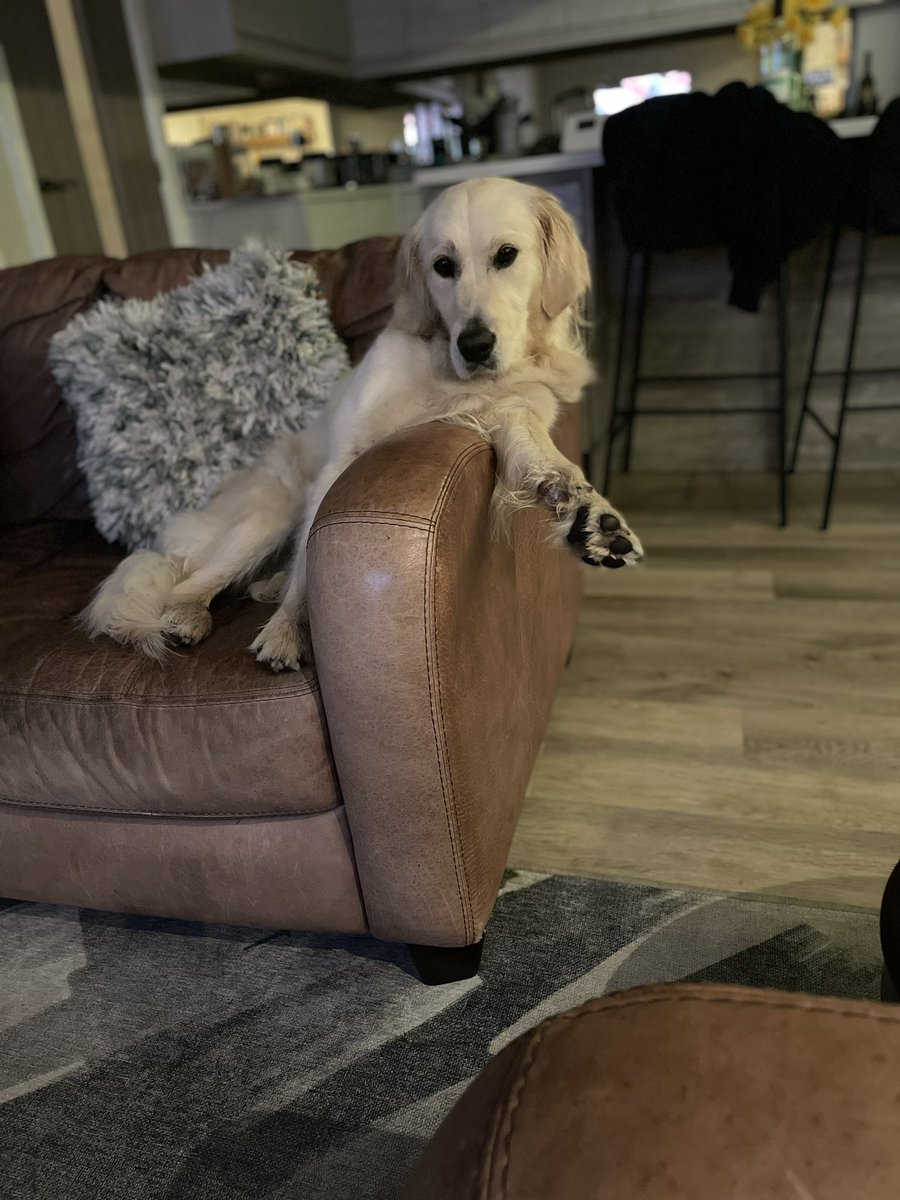 How did I miss #LoveYourPetDay ~ here’s Mabel, our 1 year old golden retriever.