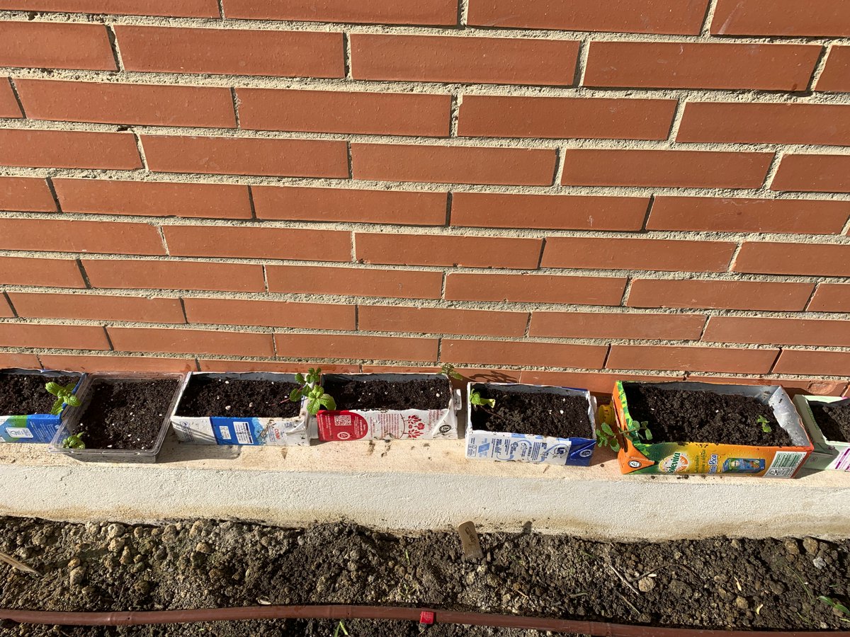 ies_mfr's tweet photo. Esta semana los alumnos de 1º ESO han aprendido a plantar hierbabuena por esquejes 🌿y han preparado sus macetas en tetrabrik reciclados 🧃♻️
@ProEdAldea @programaaldea #ecohuerto #ProInnovaAldea #recapacicla #ProInnovaAldea @ecoembes #generacioneco https://t.co/JO5pn3CqHb