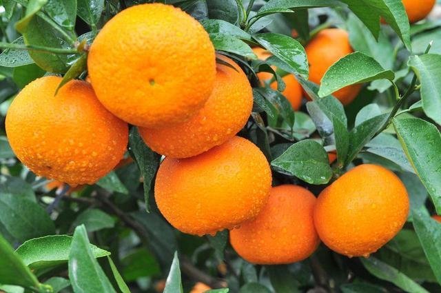 VivirenGuizhou's tweet photo. Las mandarinas #Orah del condado de #Wangmo suelen madurar tarde😍. Maduran entre enero y marzo y tienen un mayor contenido de azúcar que las naranjas y mandarinas normales. 🥰🥰

📷 by Baidu https://t.co/2IZM1ZAIoe