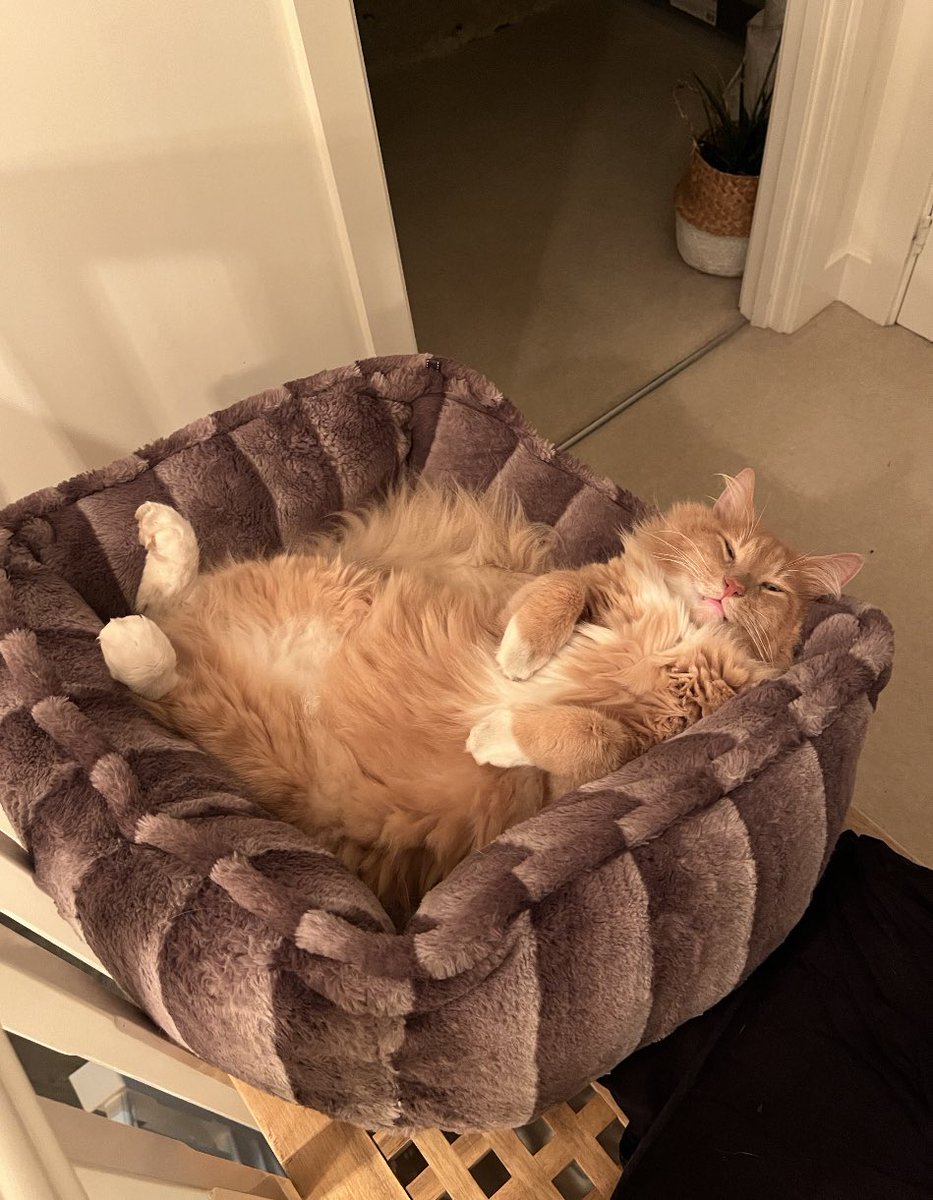 sparkskate's tweet photo. @JohnLewisRetail #JLPets https://t.co/wELDp3p4Xr