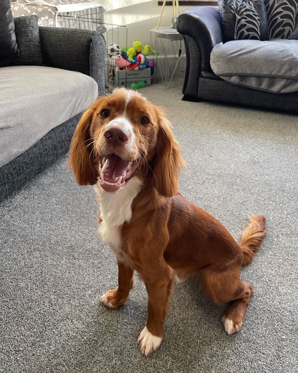 sophierosewx's tweet photo. @OfficialPLT #PLTpetday my baby dog after his haircut 🥲❤️❤️❤️ https://t.co/vEVtlmQbYv