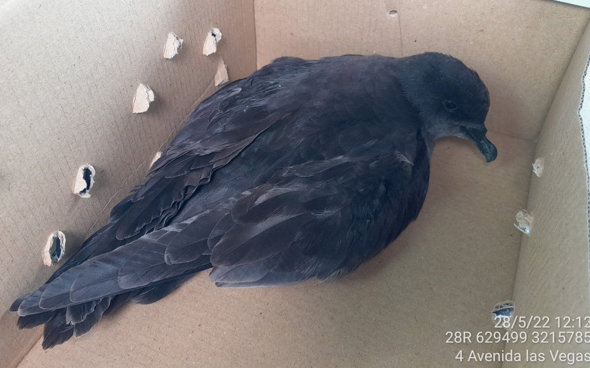 Medio Ambiente Lanzarote tweet media