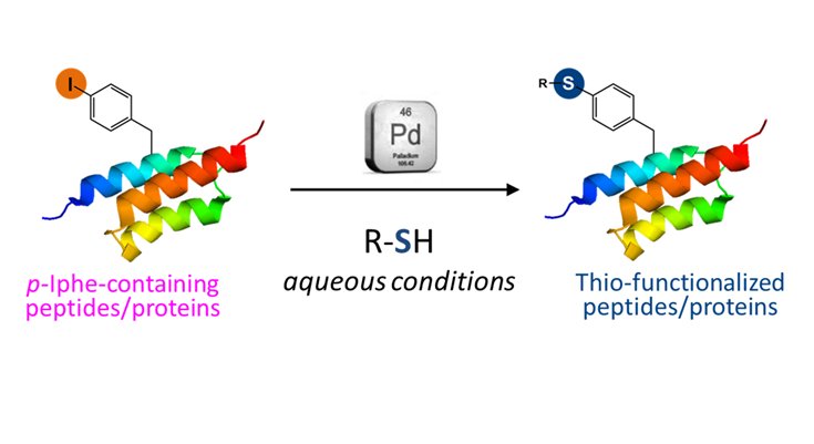 vincent aucagne (@vvinz) on Twitter photo We are hiring !
Postdoc position at CNRS @CBM_UPR4301 on the development and application of palladium-catalyzed conjugation of peptides and proteins.
Exciting collaboration with @samuccen and <a href="/DavideAudisio/">Audisio Davide</a>, ThioFUN project funded by <a href="/AgenceRecherche/">ANR - Agence nationale de la recherche</a>.
bit.ly/3xEGWO7 We are hiring !
Postdoc position at CNRS @CBM_UPR4301 on the development and application of palladium-catalyzed conjugation of peptides and proteins.
Exciting collaboration with @samuccen and <a href="/DavideAudisio/">Audisio Davide</a>, ThioFUN project funded by <a href="/AgenceRecherche/">ANR - Agence nationale de la recherche</a>.
bit.ly/3xEGWO7