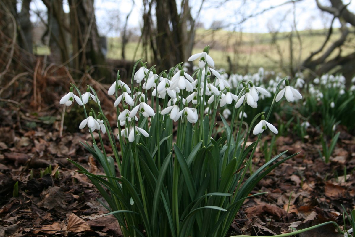 PKCTrust's tweet image. Snowdrops, snowdrops everywhere!💮😍

map.pkct.org

#perthshire #bigtreecountry #signsofspring #scottishsnowdropfestival #Snowdrops #visitscotland
