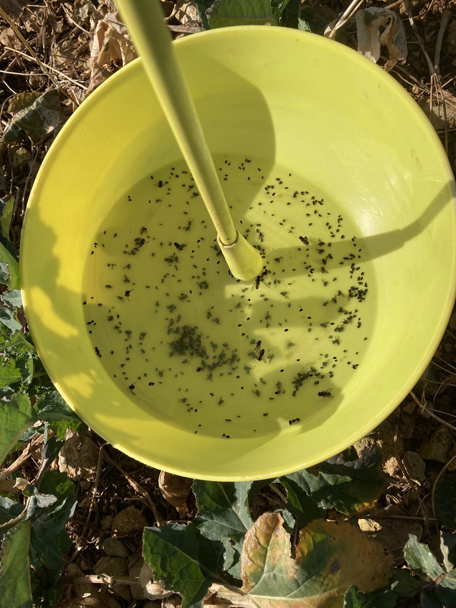 OlivierCOSTE2's tweet photo. C’est impressionnant autour de la cuvette,on passe d’une couleur🔴 @laurentjung54 au 🟢,dans cette même parcelle de #Colza.
Depuis 10 jours @BONNIN1402 et sans besoin de chercher dans cet #AdditionProtect,pour entrevoir les premiers boutons de #ZaZa.
#VisMaVieDeARC📞🚙🥾🔍 https://t.co/q5UndiIUVu
