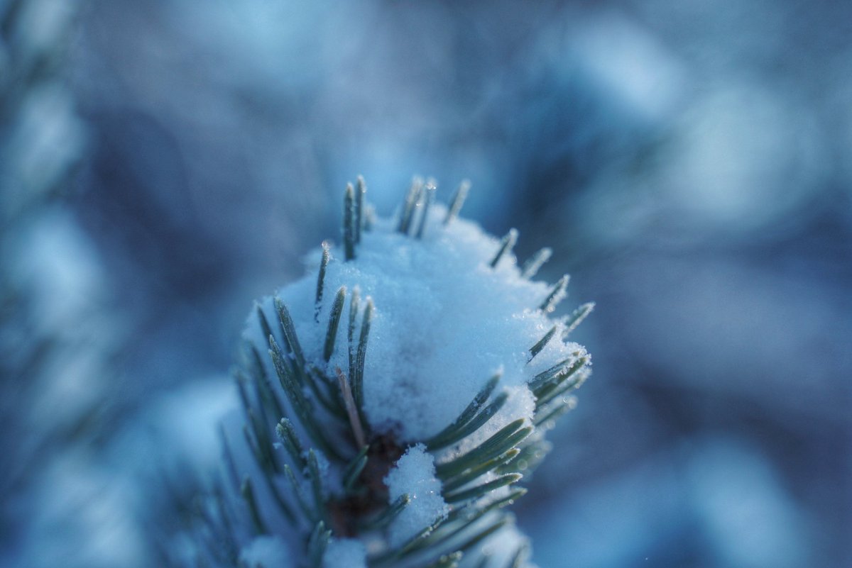 A beautiful, if crisp, day up here in #utsjoki. - 22 in the sunshine🏖️.
Have a great day
#exploreutsjoki #finlandlife #lapland #forest #trees #blueskies