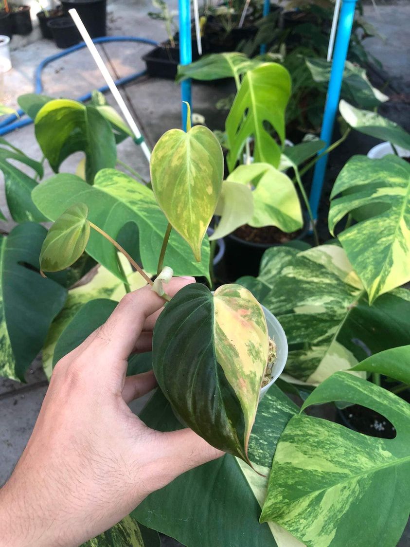 TT_plantstore's tweet photo. 🌱Philodendron micans variegated 

Tonmong Tonmai 🪴 Rare plants, variegated plants shop 🇹🇭
✈️ Worldwide shipping
 Please  https://t.co/iNsRxJGkyv 

#micans #plants #planttwitter  #rareplants  
#indoorplants #houseplantlover  #plantgarden #gardening #aroid #philodendron https://t.co/K33SnbDzen