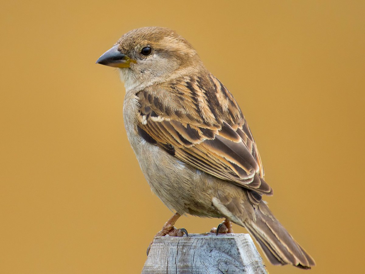 Hy Bird Lovers W've a good news for you. @Visitinpak is offering first time #BirdWatching #Tour in Pakistan. Chitral, Deosai Khaplu Skardu Hunza Khunjerab and also Fairy Meadows #Pakistan is a great place for #birdwatching experience #BirdsOfTwitter rb.gy/snrk7k