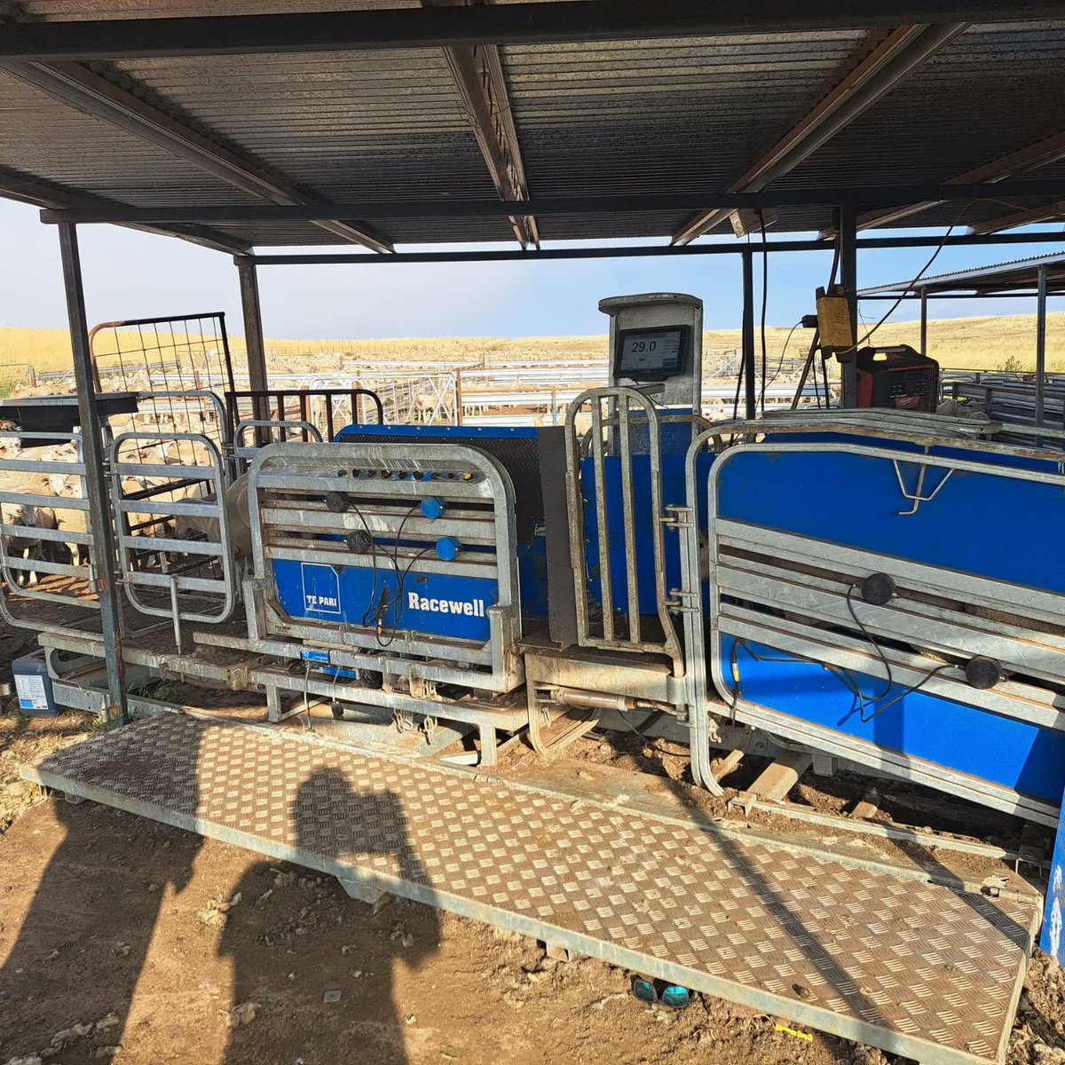 AdvisoryBlyth's tweet photo. For the cost of B&B I had to work out and fix @rolfey334 Racewell as it was not drafting and catching the sheep like it should. It's all fixed and now running more like it should. #TePari #EID #sheepTec #racewell #sheep365 #nuffield2021 #Nuffield https://t.co/MtNd49VHlD