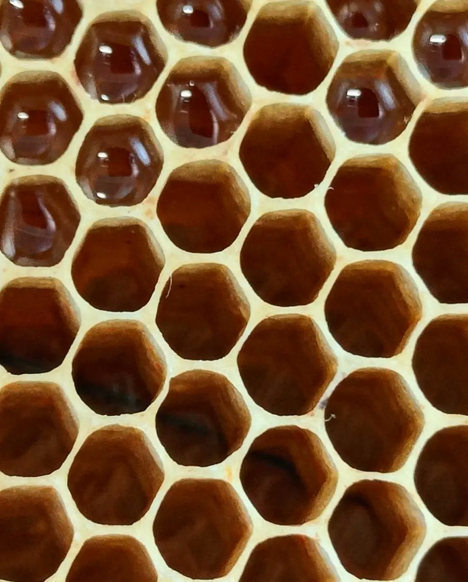EtwTerp's tweet photo. Hexagones sucrés...
🐝🍯🐝🍯🐝🍯🐝🍯
Miellerie Mandard, Draguignan (Var)
27 juillet 2022
#mathartist #maths #mathpics #mathsgourmandes #miel #dracenie #hexagone #draguignan #mielleriemandard #mathsetnature
🔶 RV sur Instagram 🔶
📸🖍️MATHS_ARTIST✏️🎨https://t.co/huEfGDmtXA… https://t.co/MCZbNRVVvR