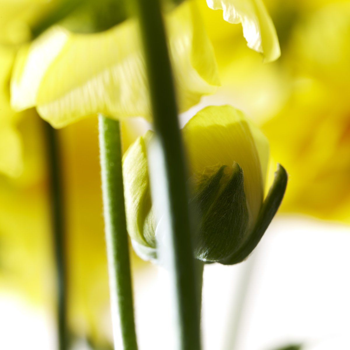 Syngenta_BNL's tweet photo. #closeup #flowerofthemonth #ranonkel https://t.co/Qg8mN0OsmR