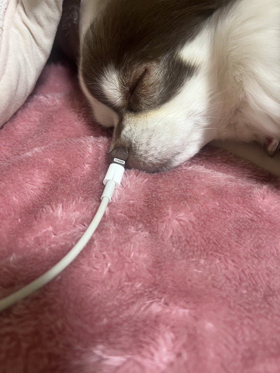 yocchiok's tweet photo. 只今、じゅうでん中〜📲🙄

#チワワ 
#犬のいる暮らし 
#多頭飼い 
#犬好きな人と繋がりたい https://t.co/oGSN4uYHQ8