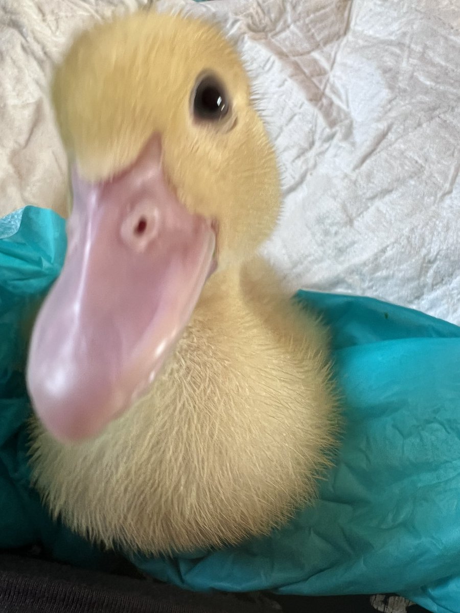 GairaFarm's tweet photo. @AYYantiques @BeaumontDMD @DeborahMeaden Here is a picture of my duckling to cheer you up https://t.co/0IKOOkogyF