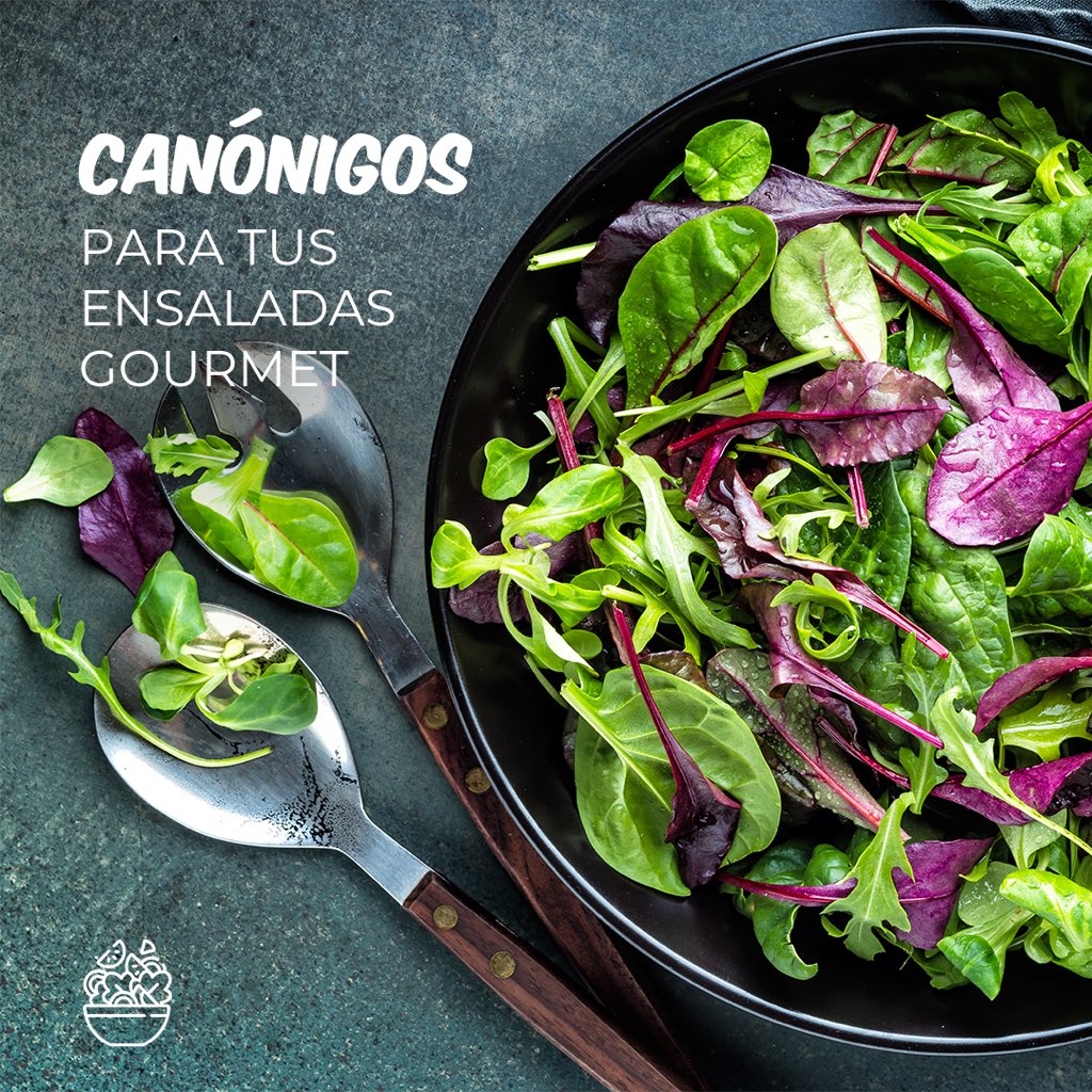 grupoviveplus's tweet photo. Los #canónigos son un cultivo ideal para quien se inicia en el huerto. En tierra o maceta, son garantía de buenas cosechas y frescos en las ensaladas. 🥗 ¡Te conquistarán! https://t.co/U2Emq0E7jo