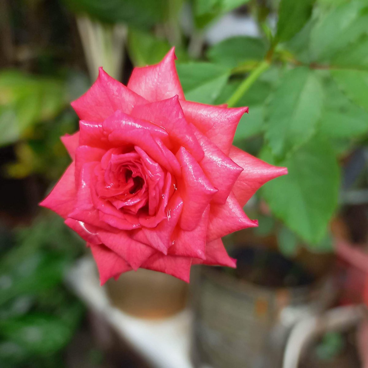 #rose
