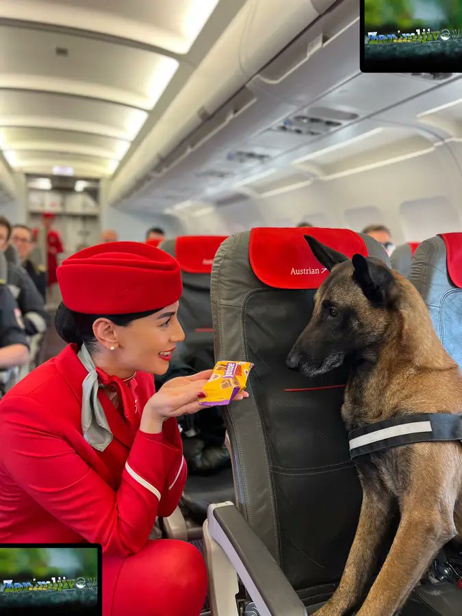 Pas iz Austrije se vraća kući posle spasilačke misije u Turskoj♥️