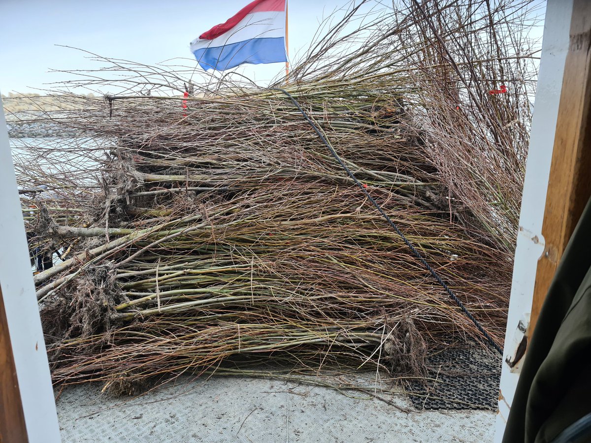 WijnenDirk's tweet photo. Op de Markerwadden teveel wilgen. De st. Meerbomen heeft deze wilgen gerooid en brengen wij naar Lelystad. Krijgen elders nieuwe plek. @OmroepFlevoland @Natuurmonument @npnieuwland #Markerwadden #bomen #meerbomen @FloraNederland @BomenclubNL https://t.co/TOkhMGG5Qw