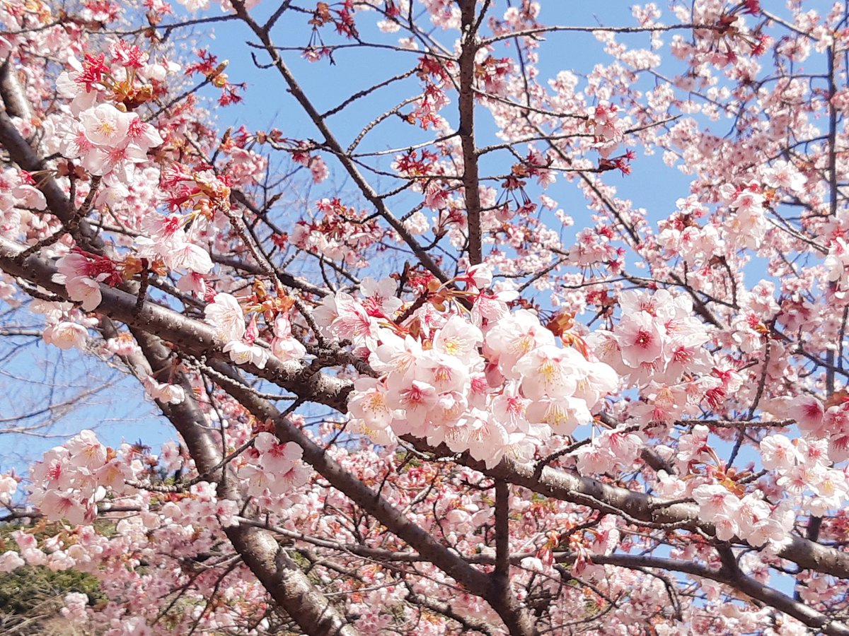 「風強すぎて心折れそうなのでこの前公園で見た早咲き桜でも見てもろて 」|ぱん🪦のイラスト