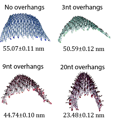 petr_sulc's tweet photo. In our new preprint, we use @ox_DNA  study  "Hairygami":  DNA origami 2D tiles with attached overhangs. This construct is often used in #DNAnanotech as breadboard to position guest molecules (e.g. proteins, AuNP, aptamers etc); 
https://t.co/WxbbpcrgK8 
🧵: 1/5 https://t.co/cJXqcfKTS9