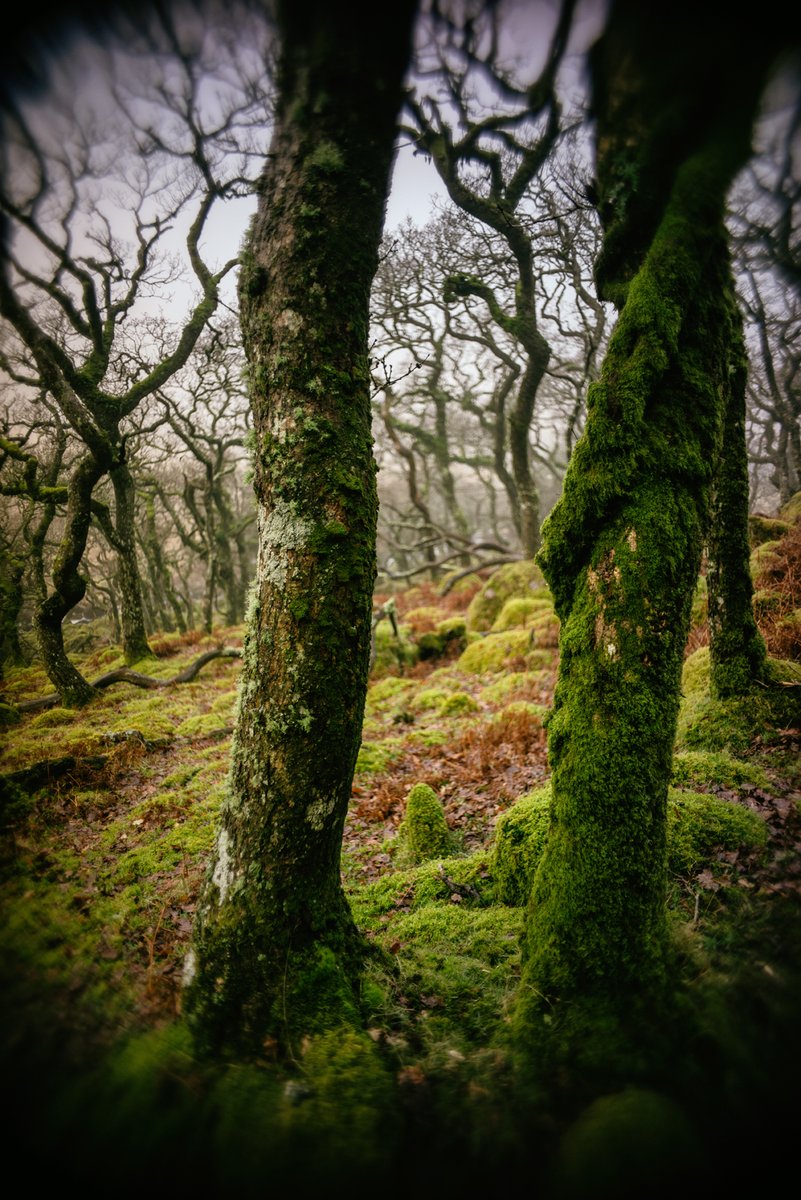 Twisting - #Stunted #Gnarly #Oak in #BlackATor #Copse on #Dartmoor 😍 #TemperateRainforest #Devon #AncientWoodland #TwistedOak #DevonPhotographer #DartmoorPhotographer 📷 glavindstrachan.com