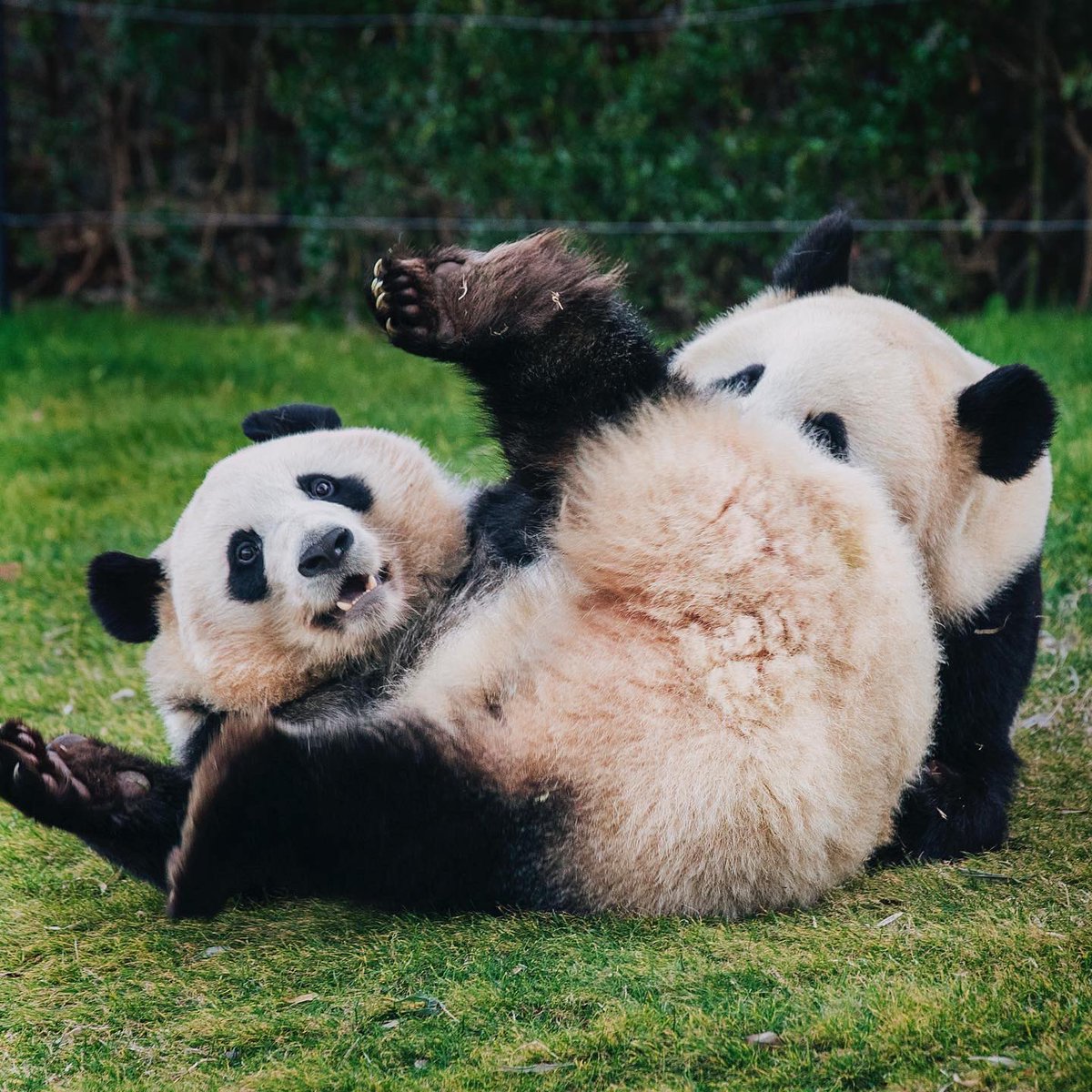 HELLOPANDA2017's tweet photo. Thanks, Love,
Origin of HELLO PANDA
#pandamental https://t.co/0Lskb0Cely