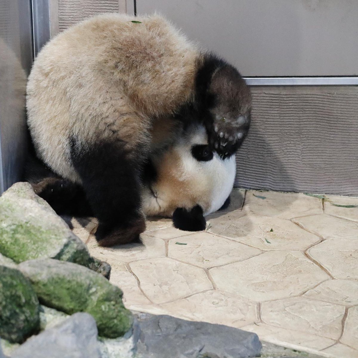 HELLOPANDA2017's tweet photo. Thanks, Love,
Origin of HELLO PANDA
#pandamental https://t.co/0Lskb0Cely