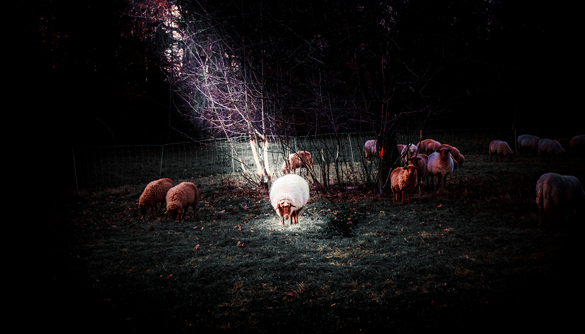 raw_pix's tweet photo. Das weiße Schaf - Besuch aus dem All oder ein himmlischer Lichtstrahl? Wer weis das schon genau?
Die Story dahinter gibt es hier: https://t.co/5G1O4njjI7 #foto #landscape #art #fotografie #fineartphotography #landschaft #reisefotografie #natur #urlaubsfoto #originalartworks https://t.co/fetmHOFkvR