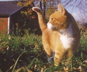 я не часто выбираюсь за пределы хребта, но ради этих милых созданий, мог бы делать это чаще, возможно, даже не возвращался бы обратно.