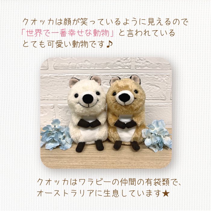 monseuil_staff's tweet photo. ウオッカが登場中🦘✨
「世界で一番幸せな動物」といわれています🥳ニッコリした表情に見ている側も思わず笑顔に♪とても癒されます☆
#モンスイユ #MONSEUIL
お買い物はこちらから♪
https://t.co/XV3hICYK9M https://t.co/DC3e0t2dqm