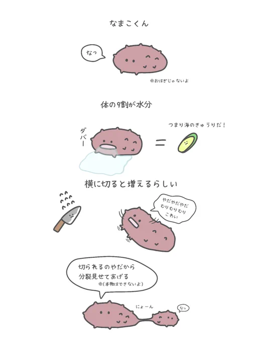 なまこについて調べてみた 