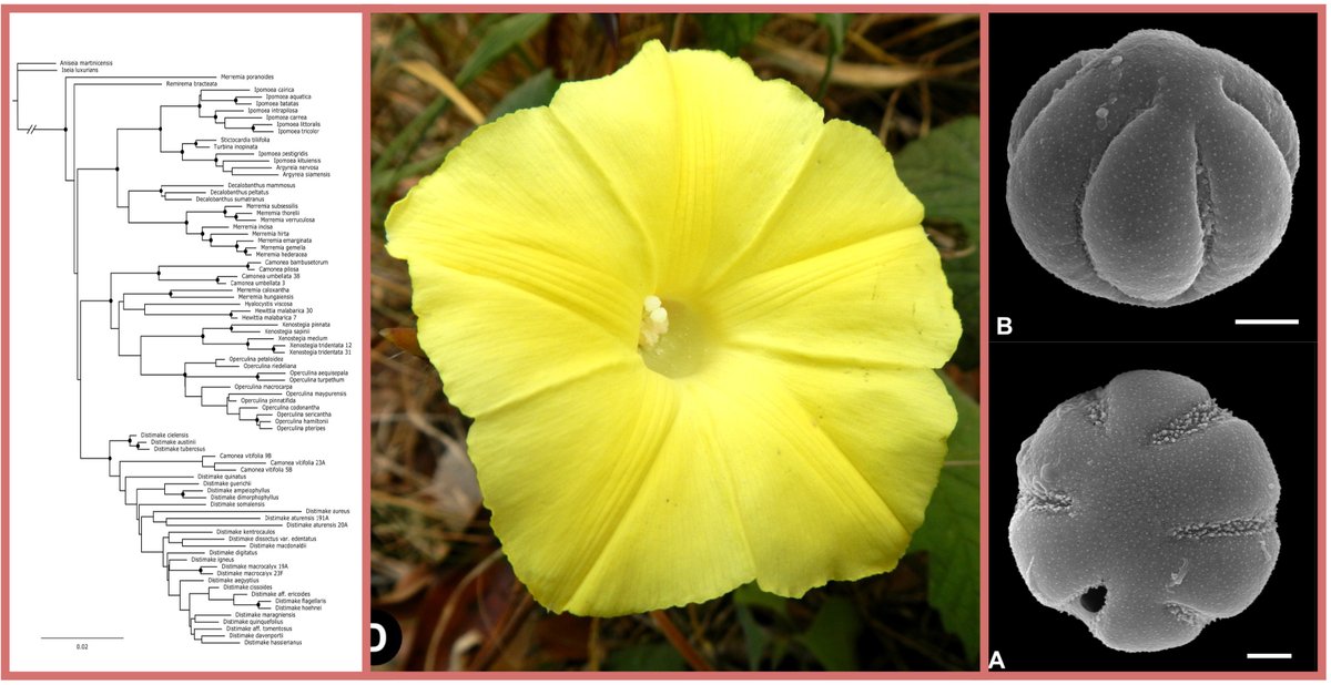Nailed it! Re-analyses of molecular data, gross morphology and pollen puts the enigmatic Camonea vitifolia (and many synonyms in four different genera of #Convolvulaceae) in… Distimake. In doing so, we show the convergent evolution of a rare pollen type. doi.org/10.1093/botlin…