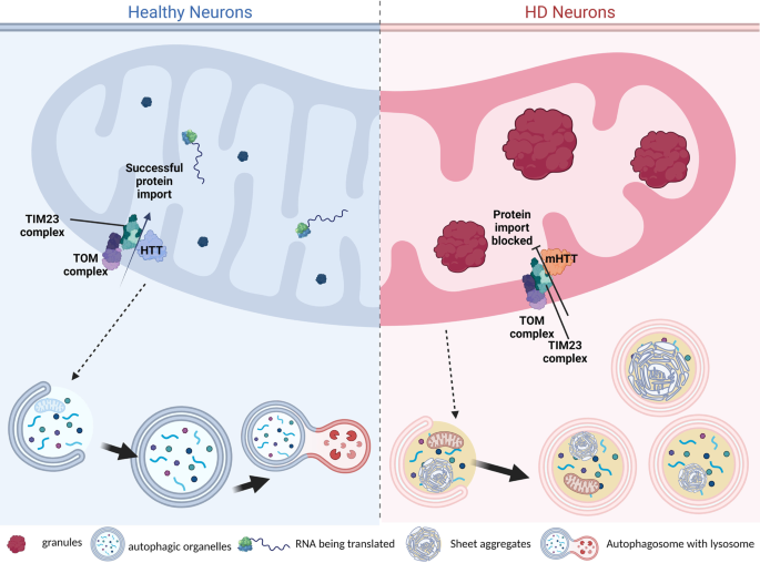 NatureComms's tweet photo. Researchers from @UCIrvine, @Stanford, @S2CryoEMCenter, report provides insights into the morphology of the cells derived from patients with Huntington’s disease. @Welsh__Charlie, #cryoelectrontomography, #huntington’s
https://t.co/SzhRg80OTw https://t.co/d7QA52d5iP