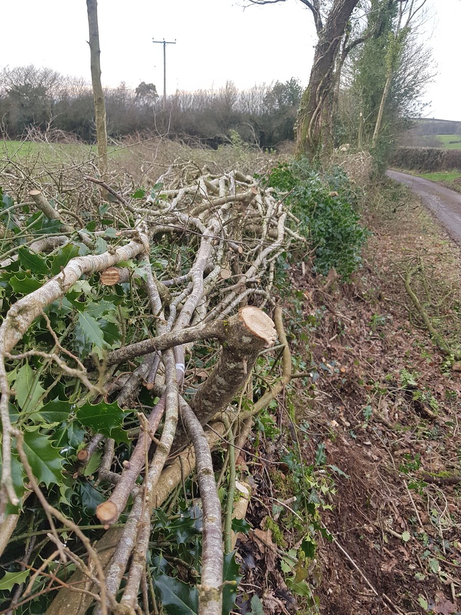 Why are well layed Devon hedges full of crooks? These forked stakes help pull the steeper (called pleachers outside Devon) tight down onto the bank. Outside Devon, stakes are  used to hold the pleachers up, but Devon the crooks pull the hedge down! 📷Tom Hynes